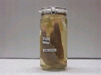 藏品(臺灣鉤吻鮭)的圖片